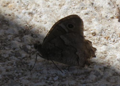Réf. 348 110 : Hipparchia fatua